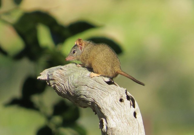 Yellow-footed Antechinus Kurringai April2014