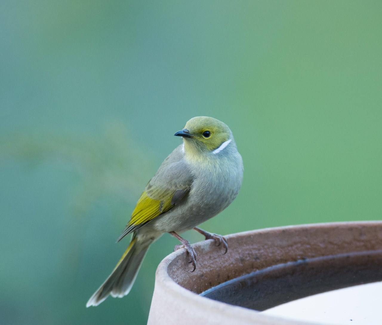 white plumed honey eater Mike