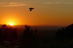 Bird-at-sunset