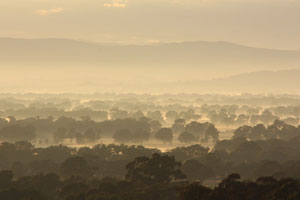 Ovens-Valley-morning-mist