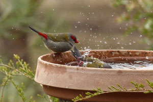 Red-Browed-Finches