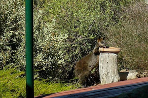 Swamp-Wallaby