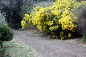 Wattle-driveway